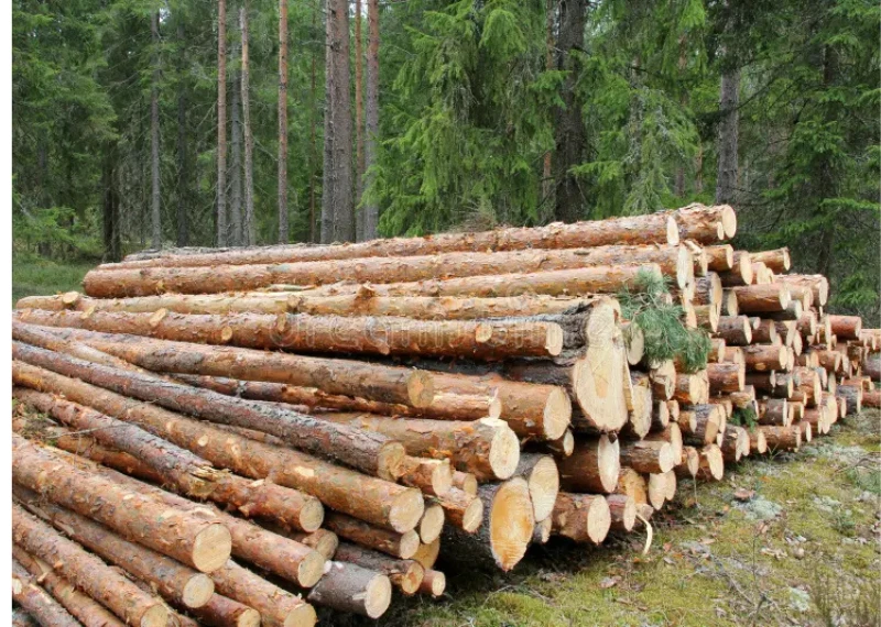Pine Logs: The Foundation of Countless Woodworking and Construction Projects