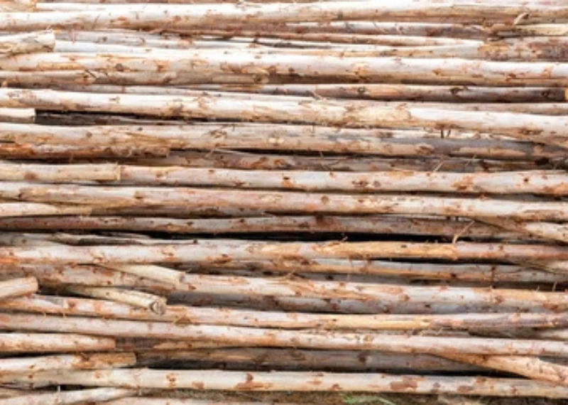 Peeling Logs: The First Step Towards Stronger, Longer-Lasting Timber