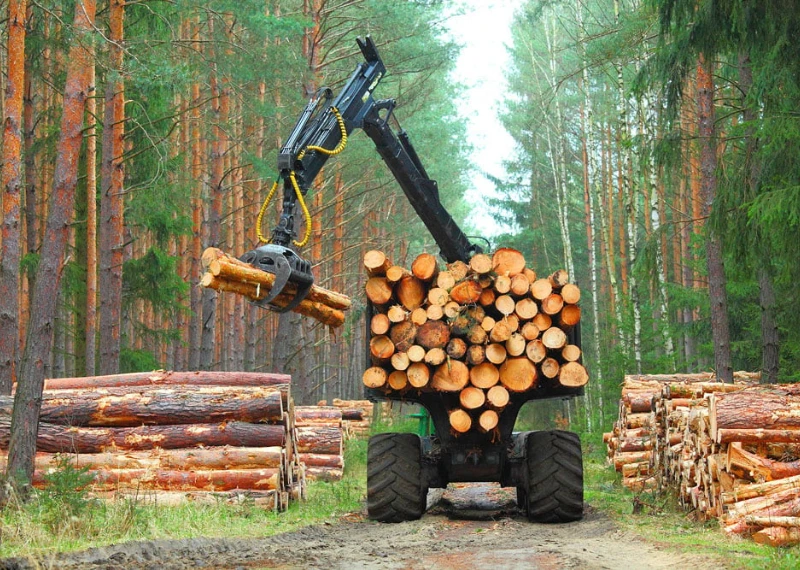 Responsible Wood Sourcing In The Age Of Sustainable Design